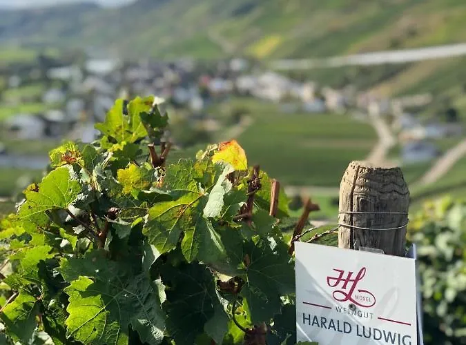 Weingut Harald Ludwig Appartement *